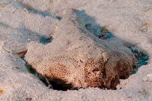 Bat Fish Veracruz Mexico by Alejandro Topete 